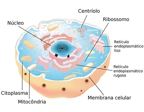 célula eucariótica